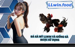 Đá gà Mỹ LLWIN và giống gà được sử dụng